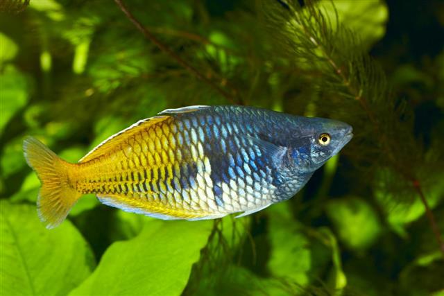 Glass tetra fish