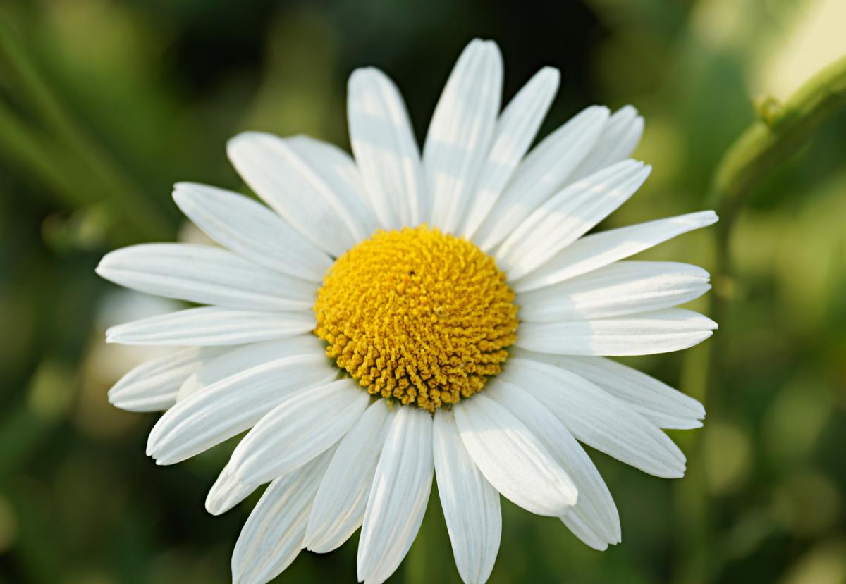 Meaning Of Daisy Flowers And Other Facts About These Lovely Blooms