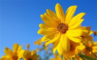 Sunshine daisy