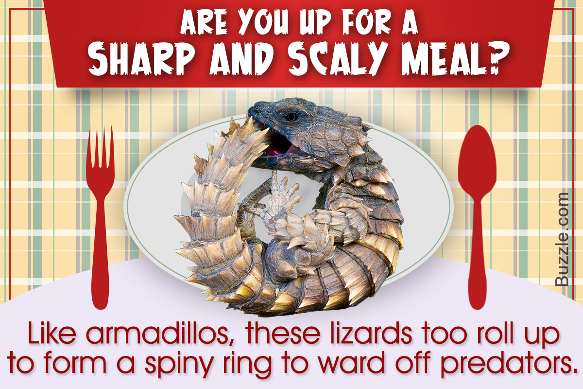 Armadillo Lizard Facts