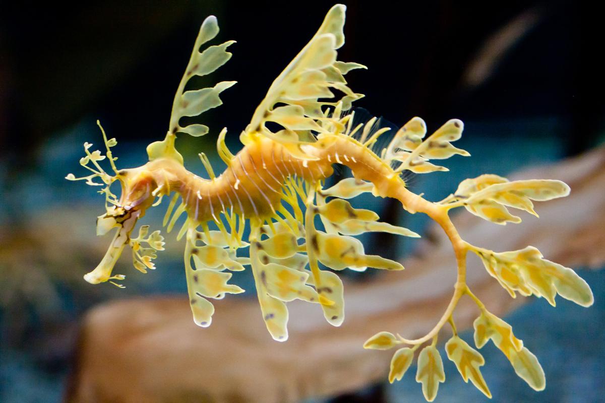 Leafy Sea Dragon Facts - Animal Sake