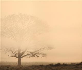 Oak tree in the mist