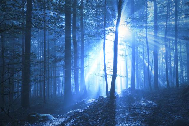 Blue colored foggy forest