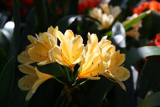 Yellow Clivia Flowers