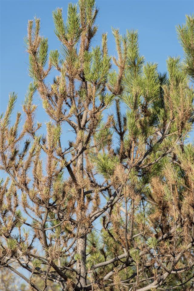 pine tree disease