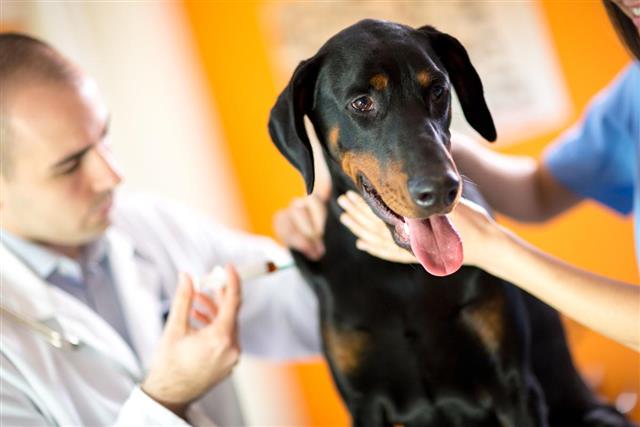 Dane dog receive injection in clinic