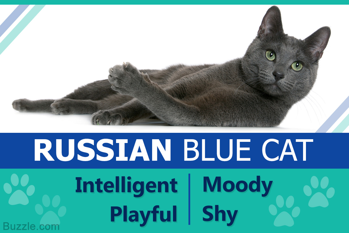 Russian Blue Cat Personality