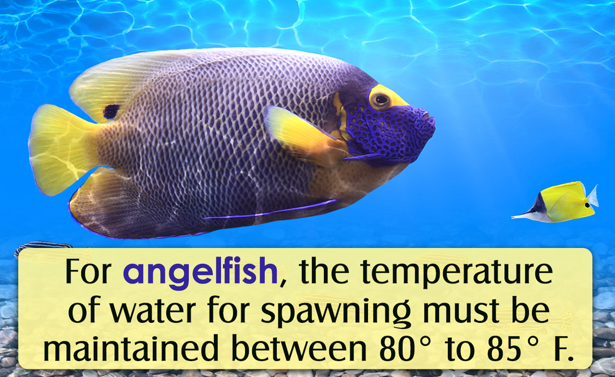 How to Breed Angelfish