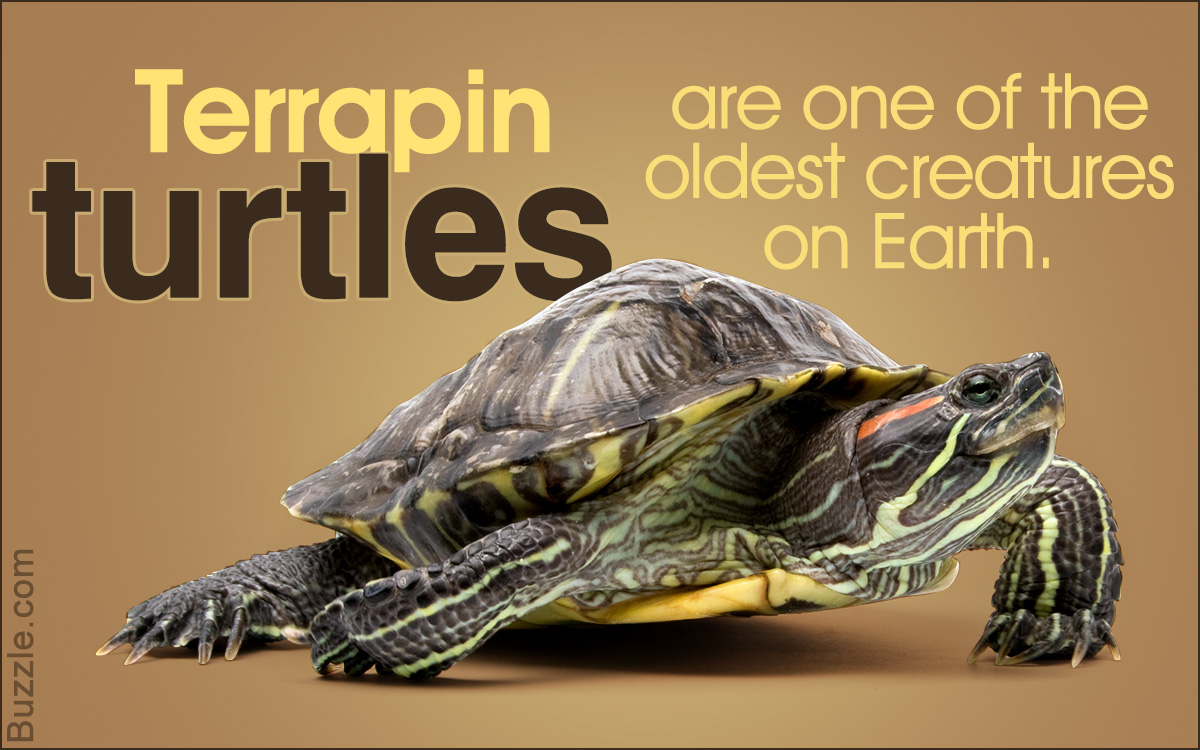 Terrapin Turtles