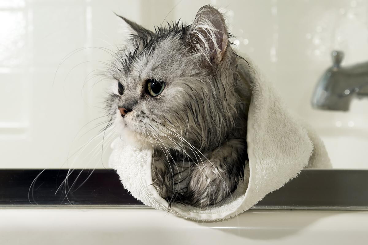 How to Give a Bath to Your Cat  Without All That Scratching 