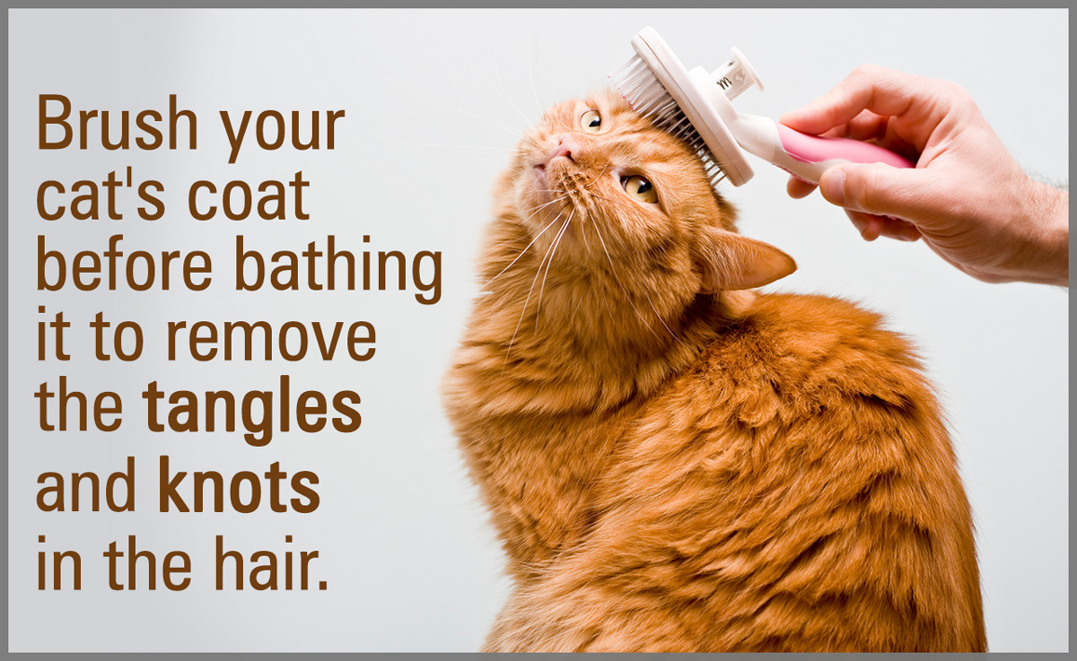 How to Give Bath to a Cat