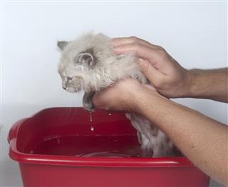 Giving kitten a bath