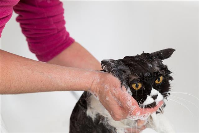 Bathing a cat