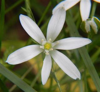 Star-of-Bethlehem flower
