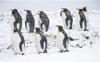 King penguins in the snow in South Georgia