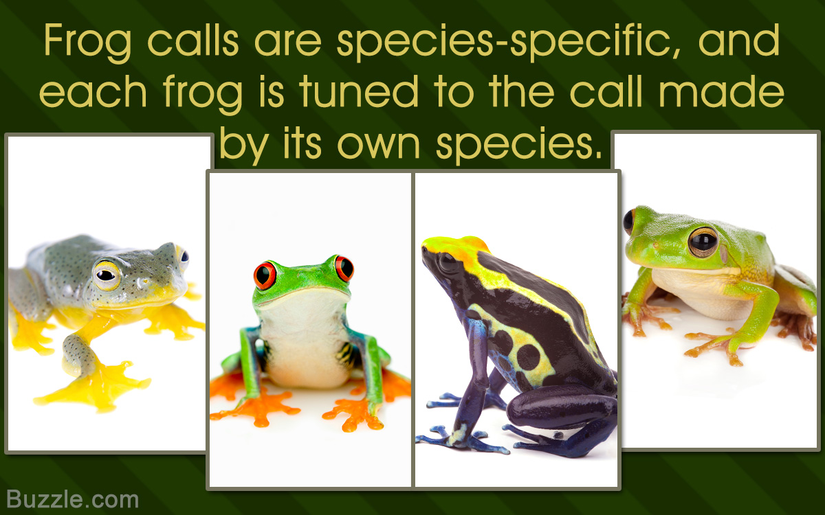 Types of Frogs and Toads with Pictures