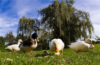 Ducks eating grass
