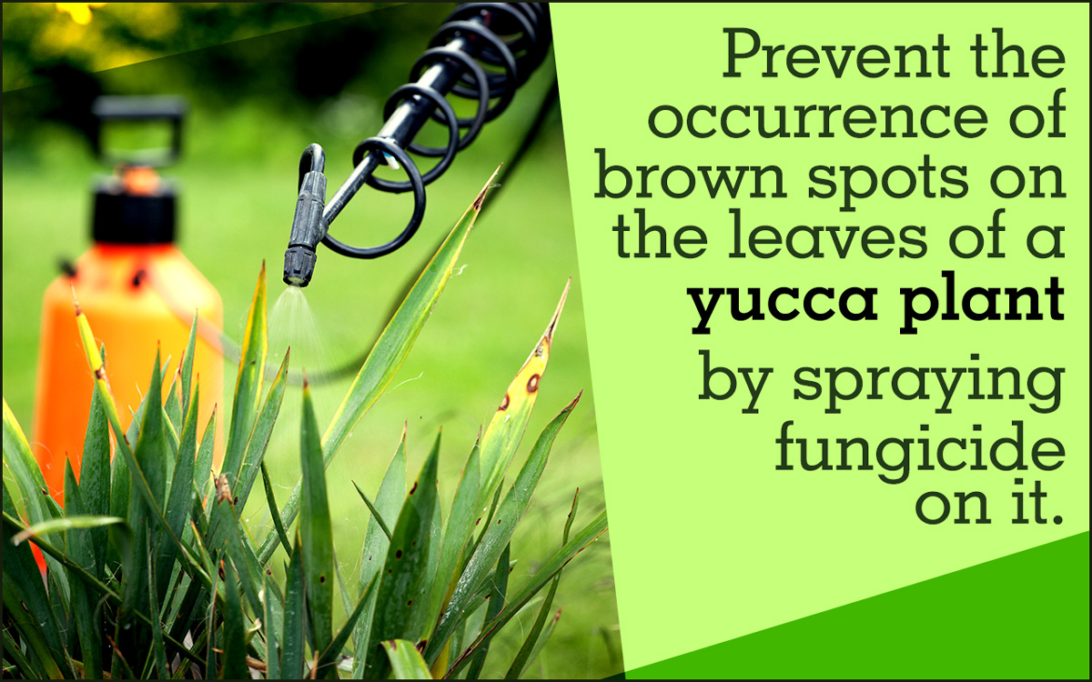 Yucca Plant Diseases