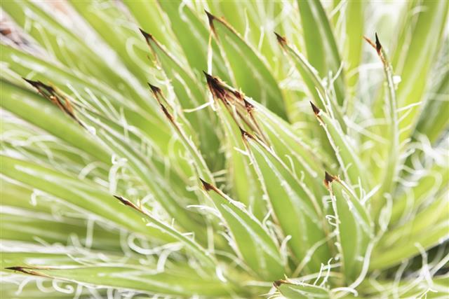Yucca  Plant Tendrils