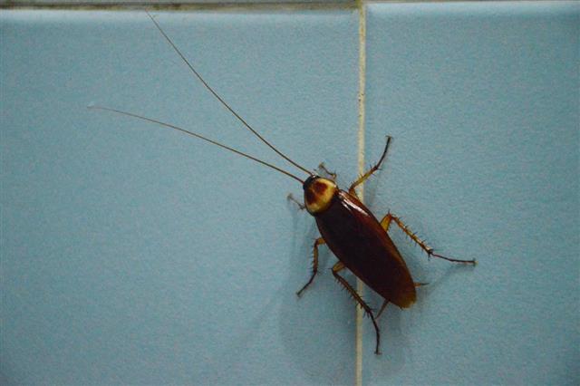Cockroach on bathroom wall