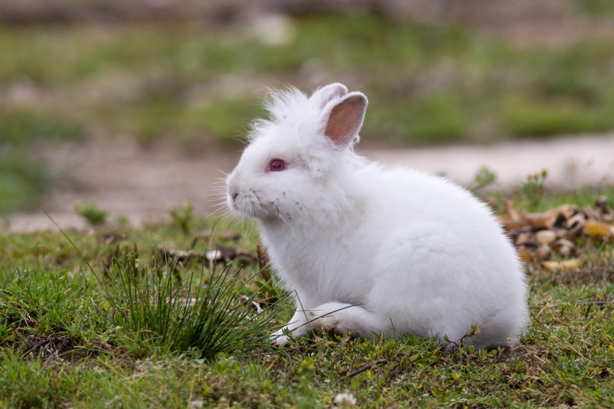 english angora rabbit care