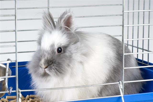 A charming white angora bunny in a cage
