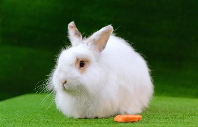 dekoracyjny biały królik angora zbliżenie.