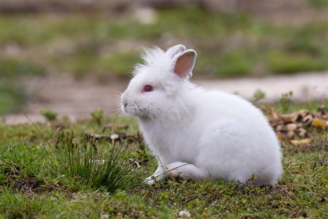 Bílý angorský králík sedí venku