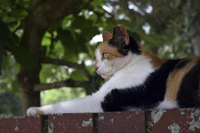 Feral calico cat brick wall facing to the left