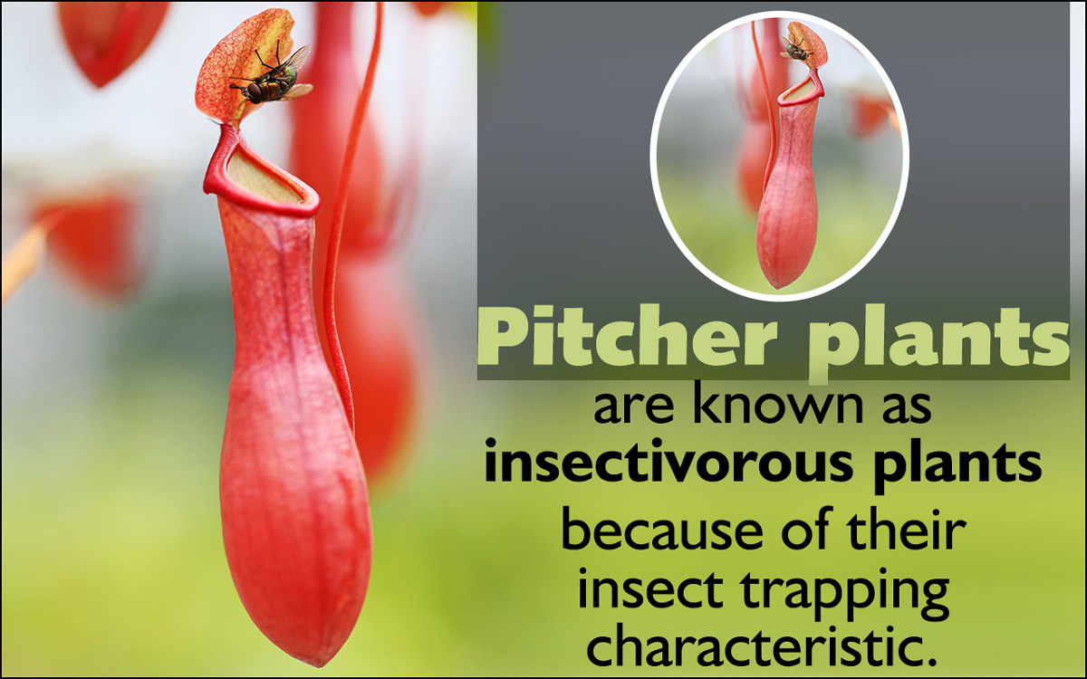 Facts About the Pitcher Plant