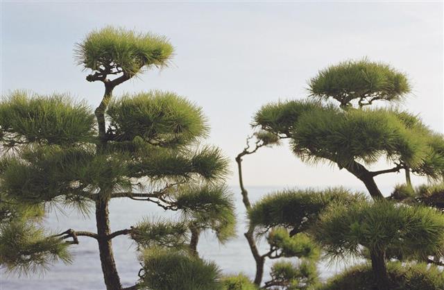 Japanese white pine tree