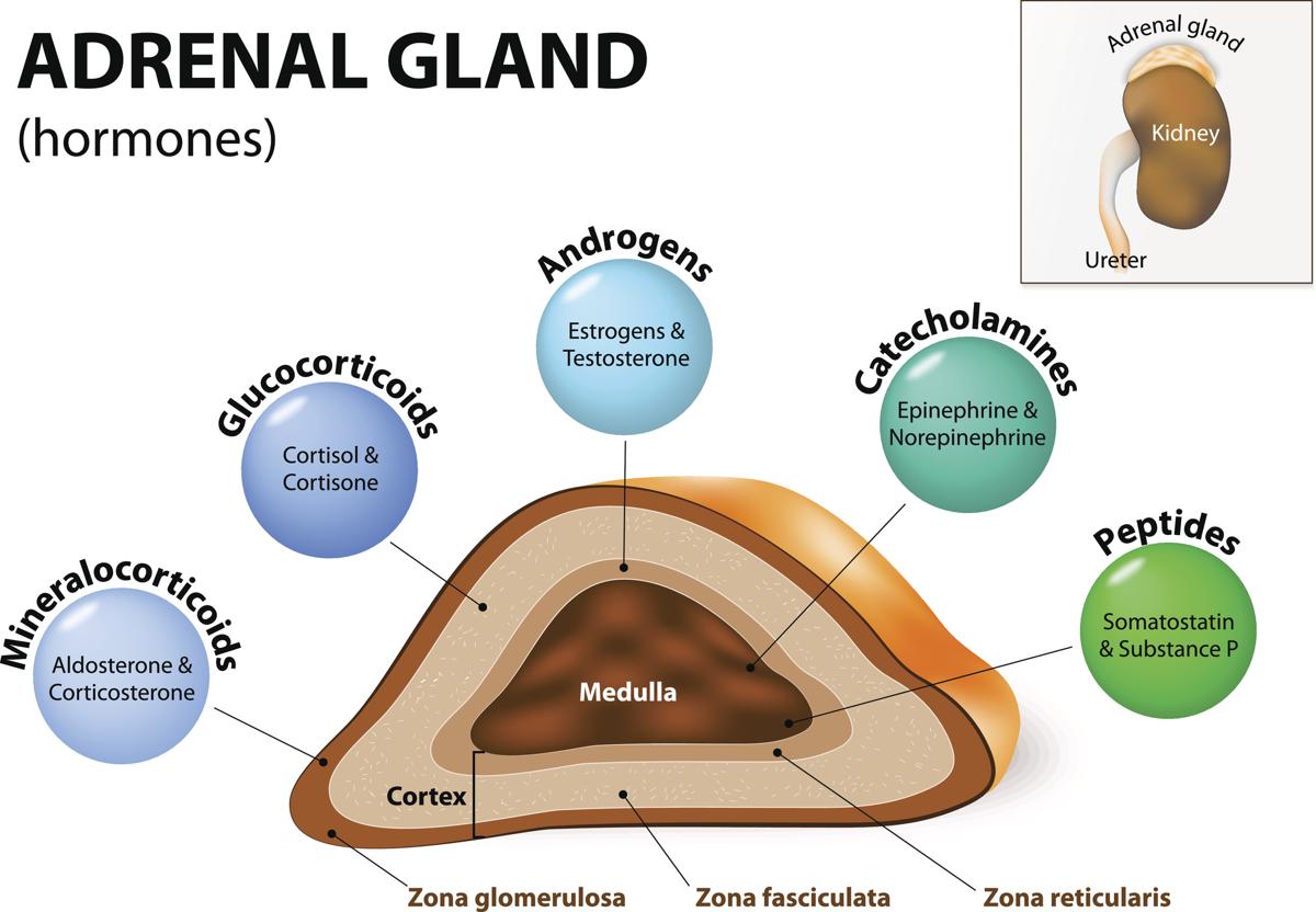 hormones secreted by adrenal gland and their functions