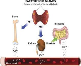 Parathyroid gland hormones