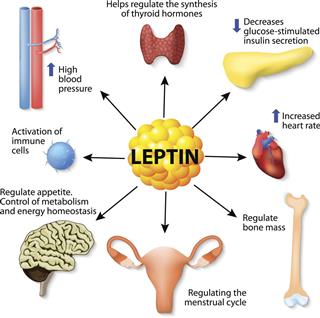 Leptin hormone