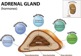 Adrenal gland hormones