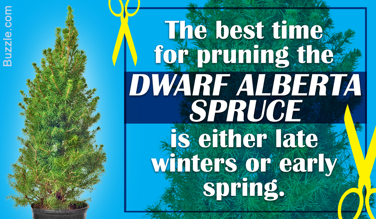 Dwarf Alberta Spruce Care