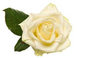White rose in white