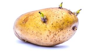 Germinate potato