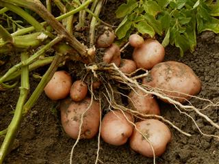 Potato plant with tubers