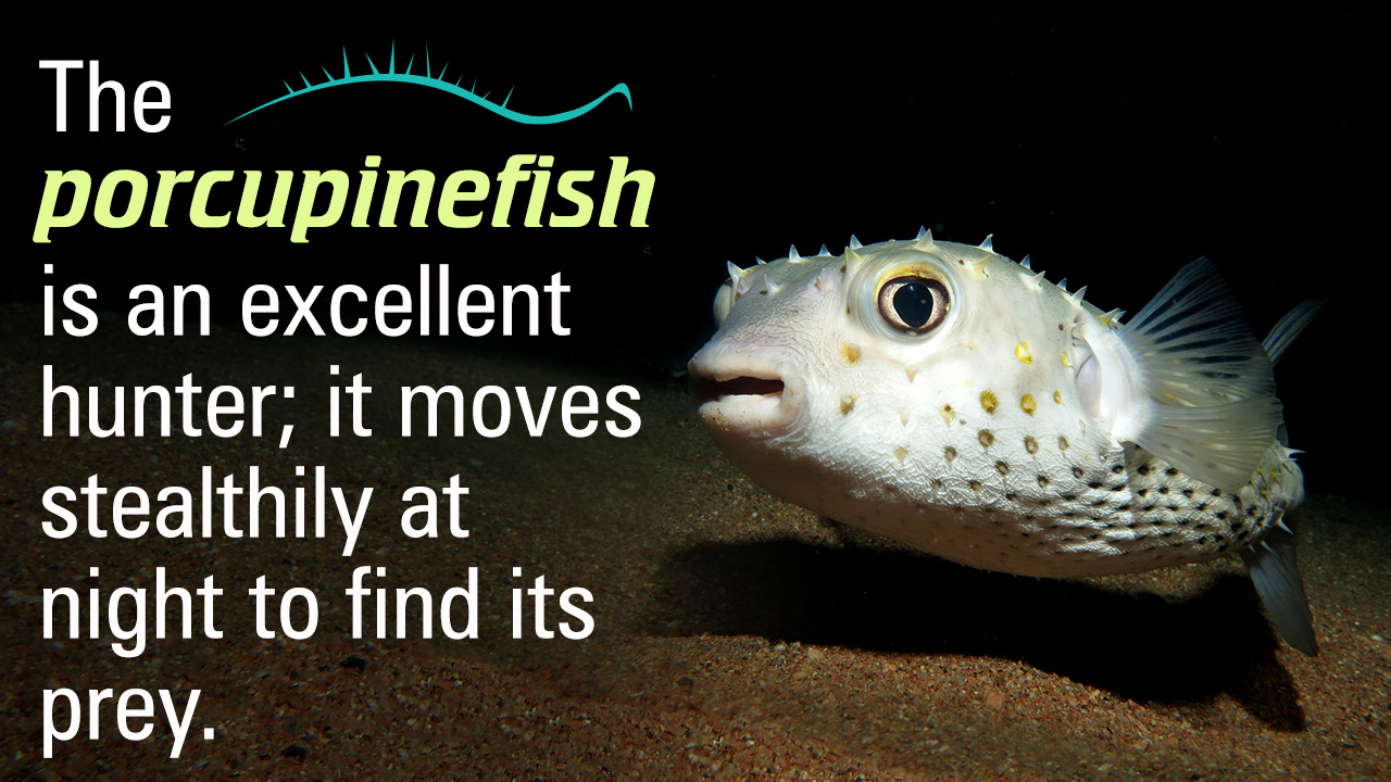 Porcupinefish Facts