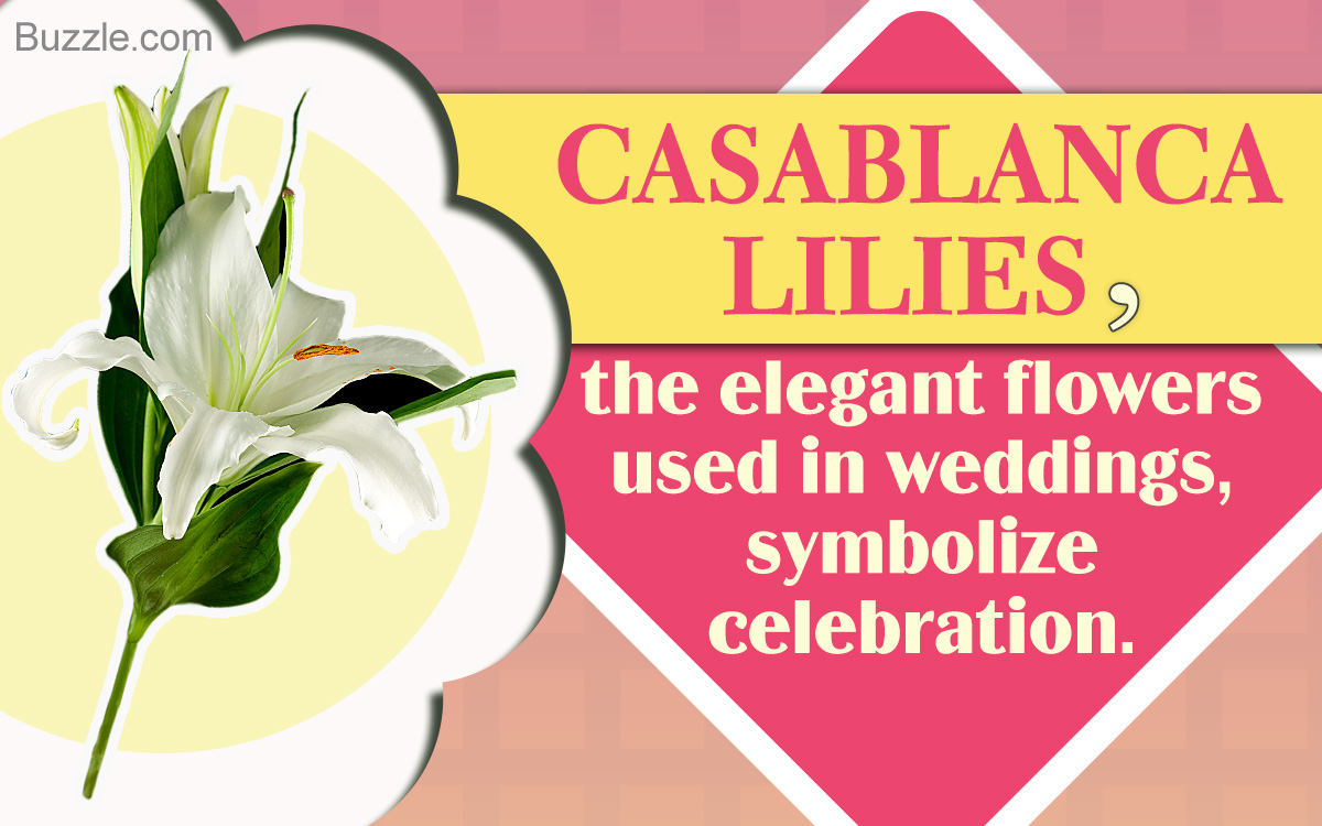 Casablanca Lily Meaning