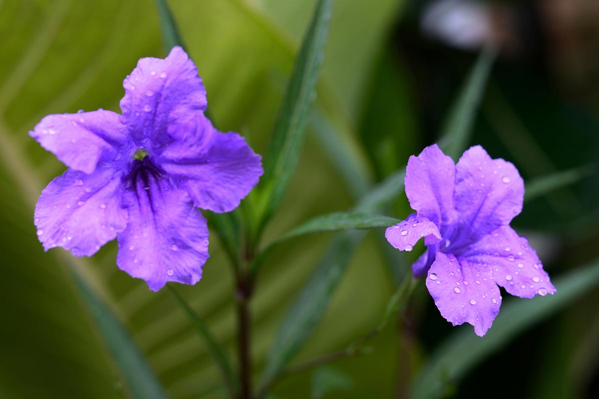 Purple Flowering Tree