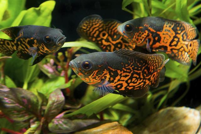 Group of oscar fishes in aquarium