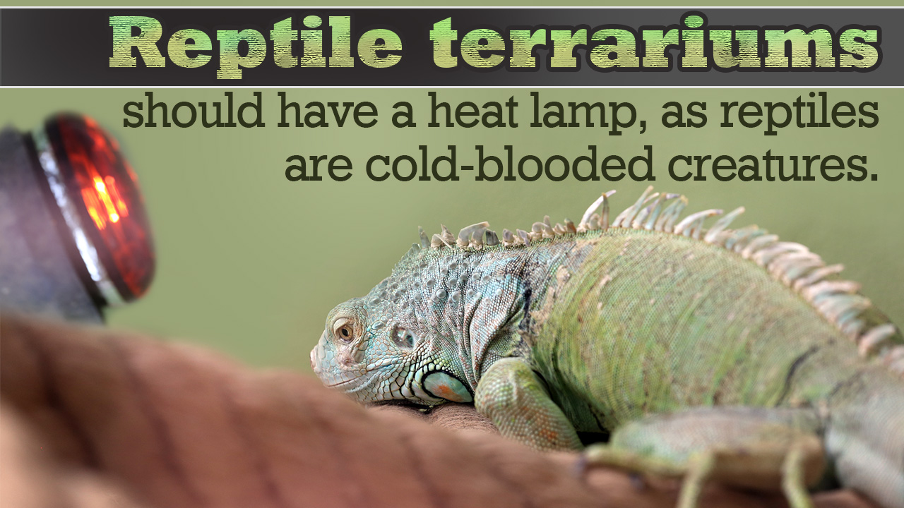 Reptile Terrariums