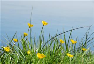 Yellow blooming buttercup flowers near the water in spring
