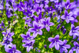 Campanula purple flowers and blue sky