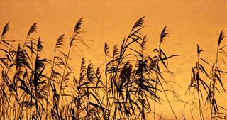 Reeds at sunrise