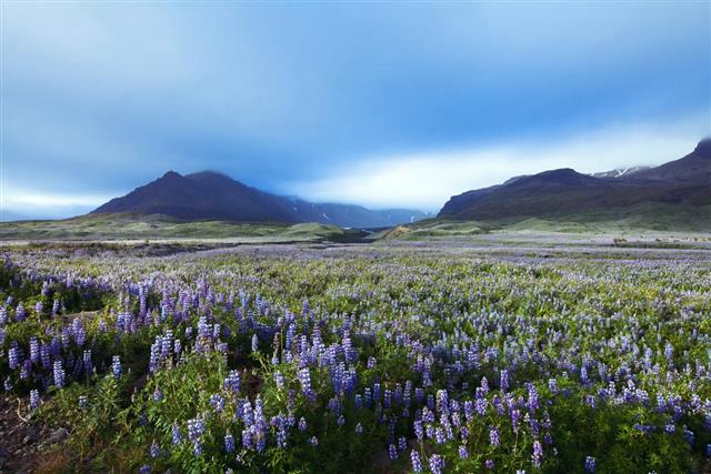 Field of flowers in Iceland