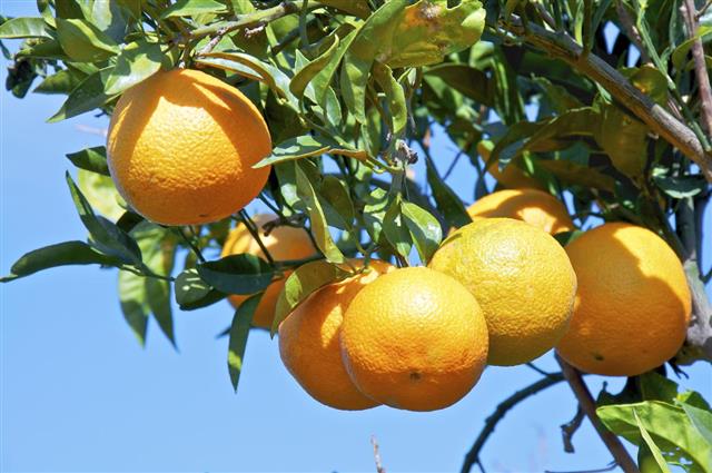 Oranges on Crete near Matala