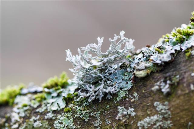 Close up of lichen